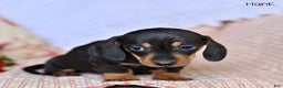 Miniature Dachshund dogs for sale: Hank - Ad 5