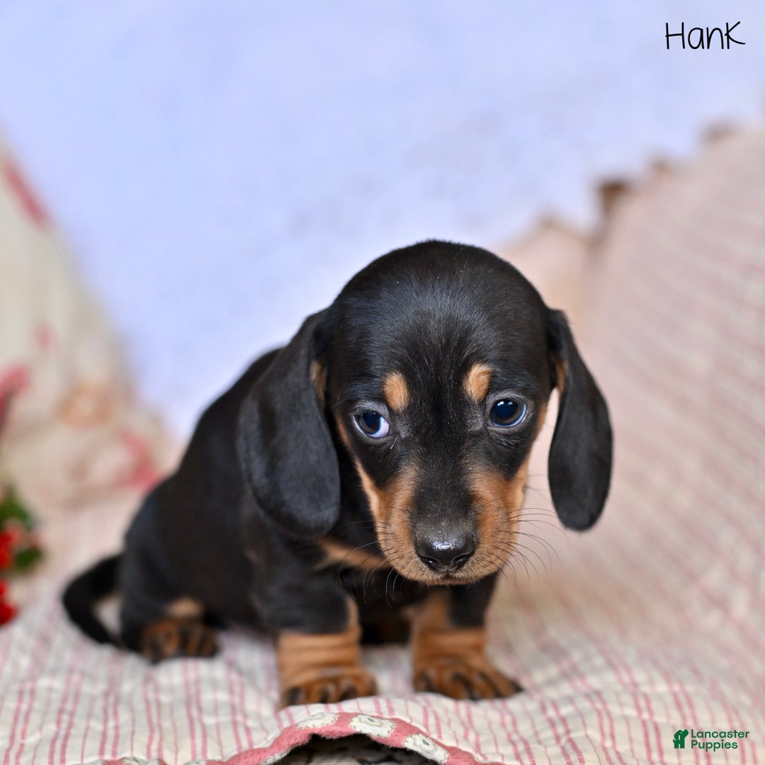Miniature Dachshund dogs for sale: Hank - Ad 5