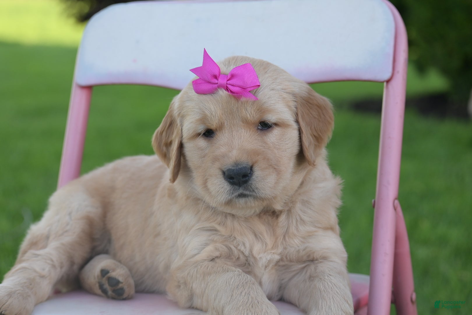 Golden Retriever dogs Lilly - Ad 30