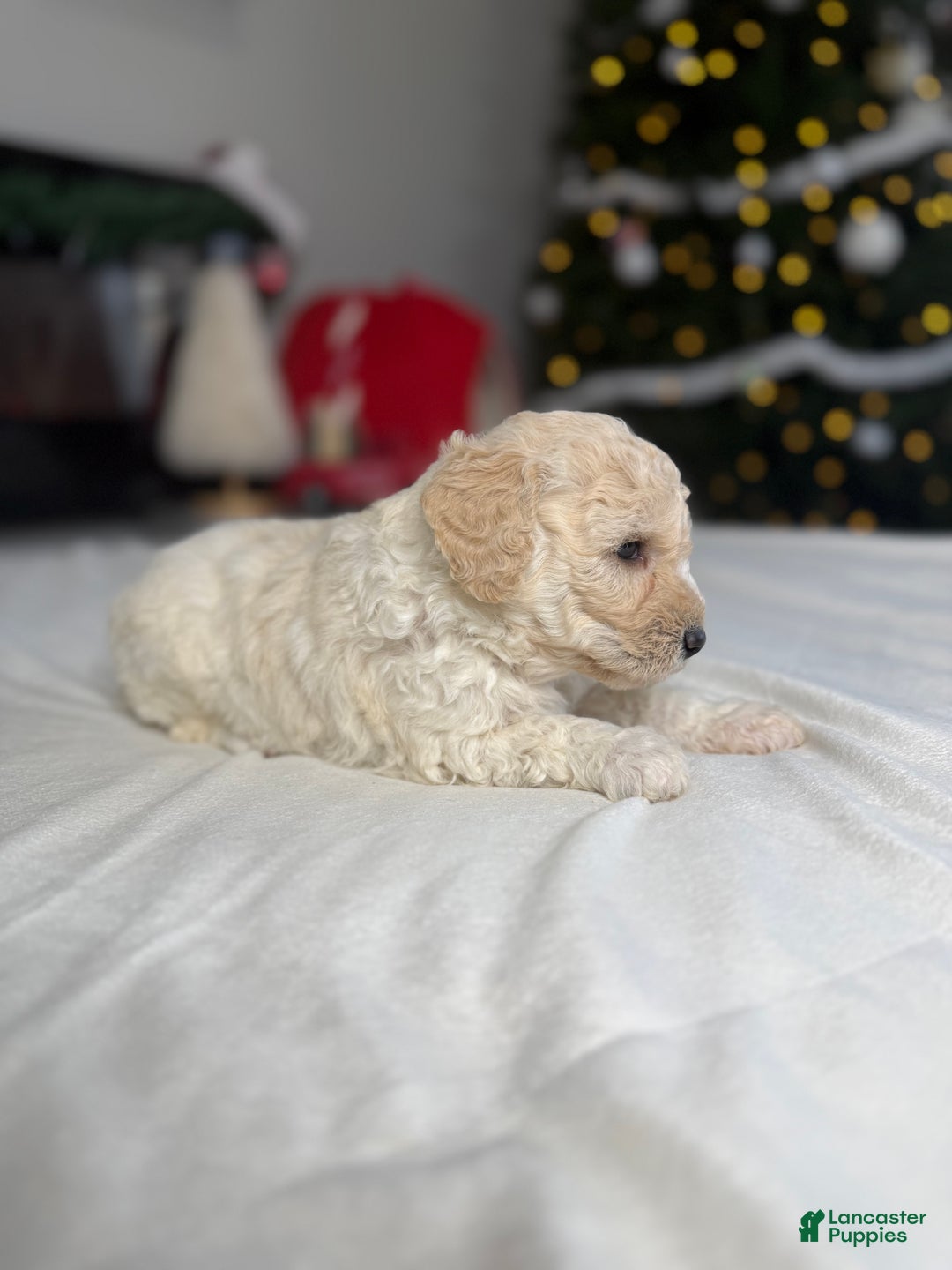 Mixed Breed dogs for sale: BEAR - Ad 3