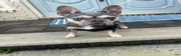 Mixed Breed dogs for sale: Dolce - Ad 2