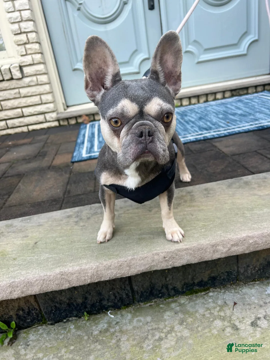 Mixed Breed dogs for sale: Dolce - Ad 2