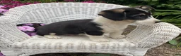 Welsh Corgi Pembroke dogs for sale: Jack - Ad 3
