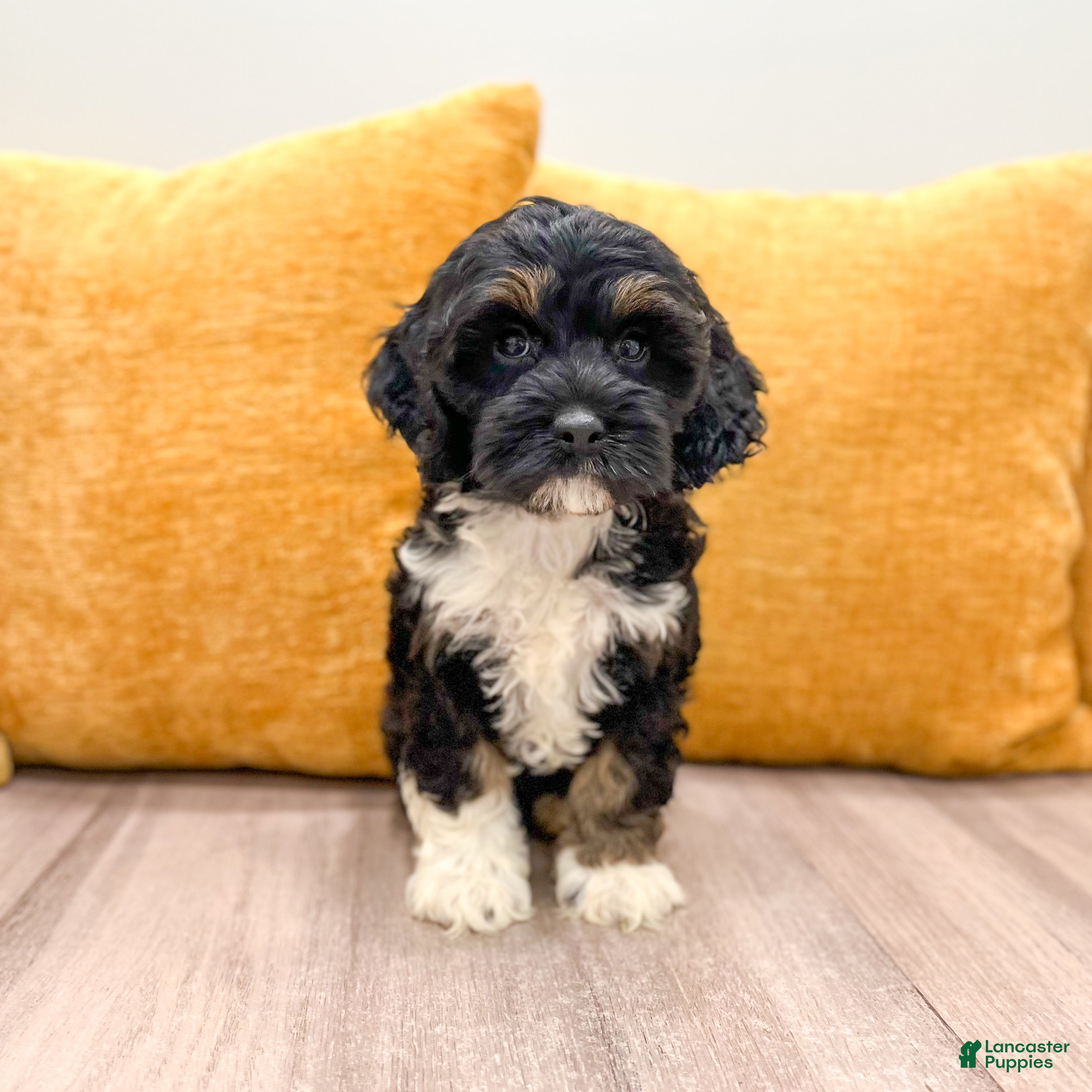 Cockapoo dogs Bailey - Ad 1