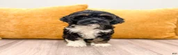 Cockapoo dogs for sale: Bailey - Ad 1