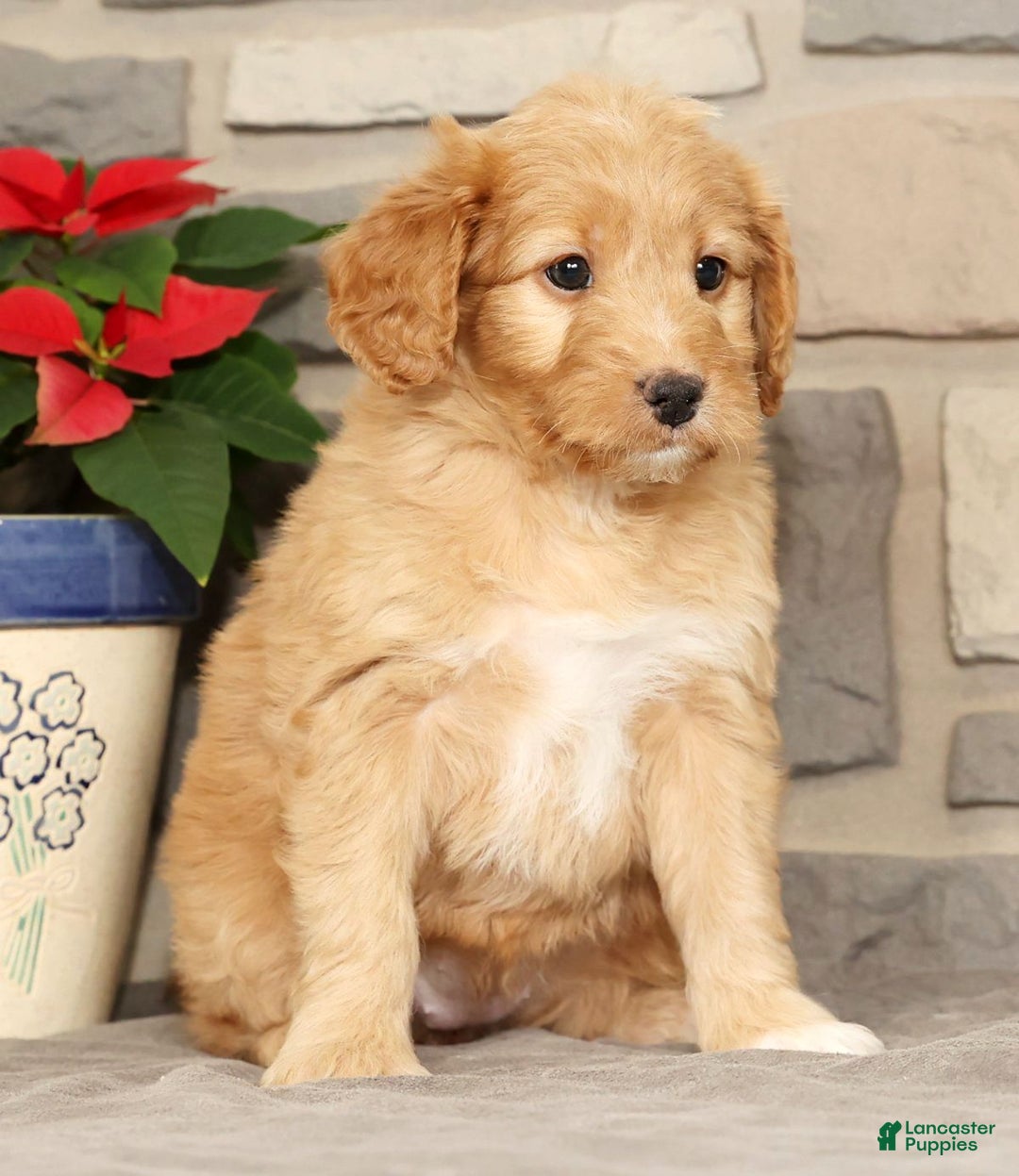 Mini Goldendoodle dogs for sale: Emmy - Ad 3