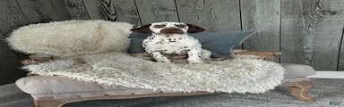 Dalmatian Puppy 2