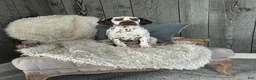 Dalmatian dogs for sale: Dalmatian Puppy 2 - Ad 1