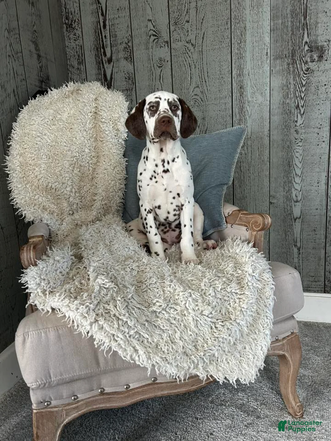 Dalmatian dogs for sale: Dalmatian Puppy 2 - Ad 1