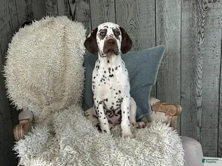 Dalmatian dogs Dalmatian Puppy 2 - Ad 33