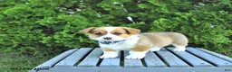 Welsh Corgi Pembroke dogs for sale: Bentley - Ad 2