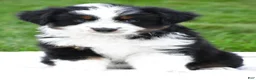 Miniature Australian Shepherd dogs for sale: Willow - Ad 1