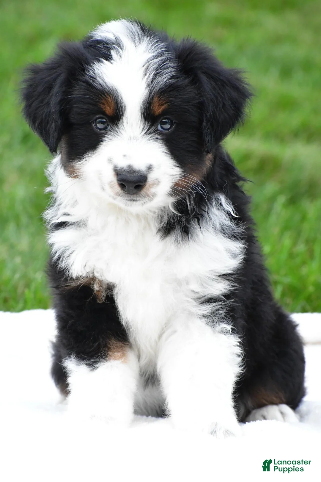Miniature Australian Shepherd dogs for sale: Willow - Ad 1