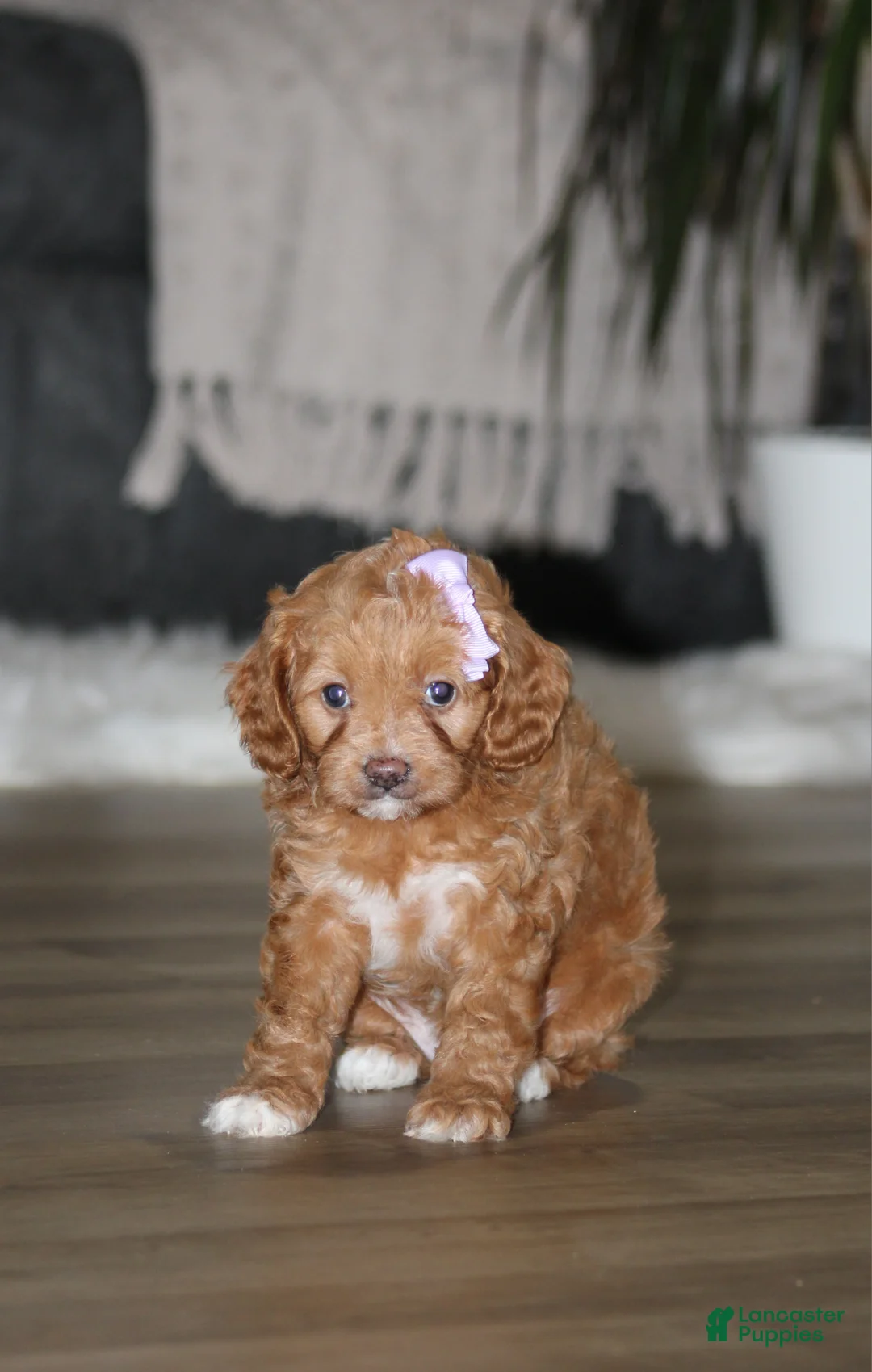 Cavapoo dogs for sale: Bellie - Ad 1