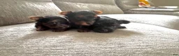Yorkshire Terrier dogs for sale: Yorkshire Terrier 1 - Ad 3