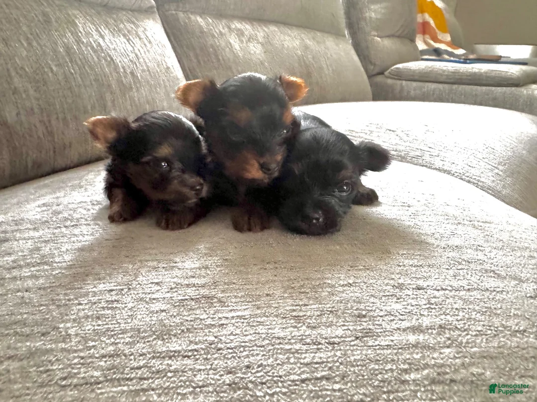 Yorkshire Terrier dogs for sale: Yorkshire Terrier 2 - Ad 3