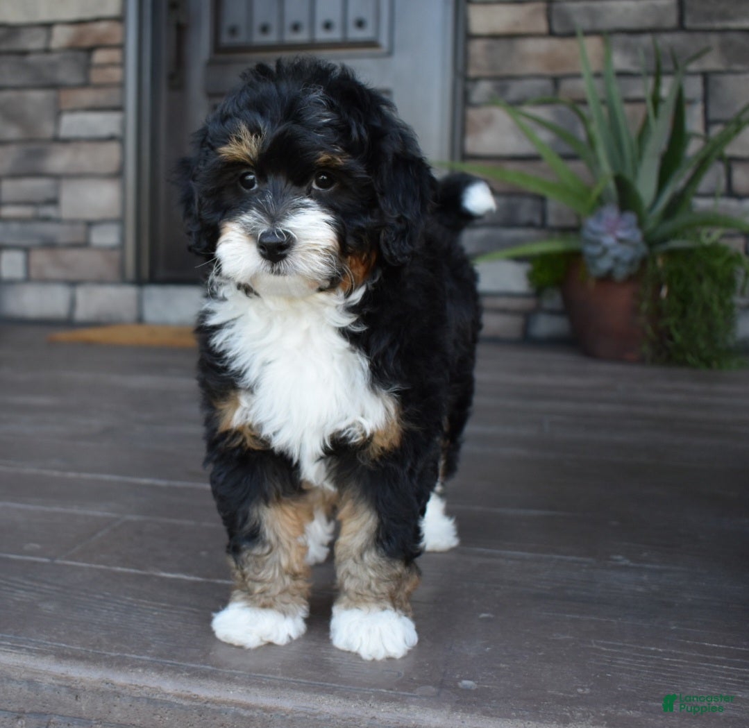 Mini Bernedoodle dogs Autumn - Ad 1