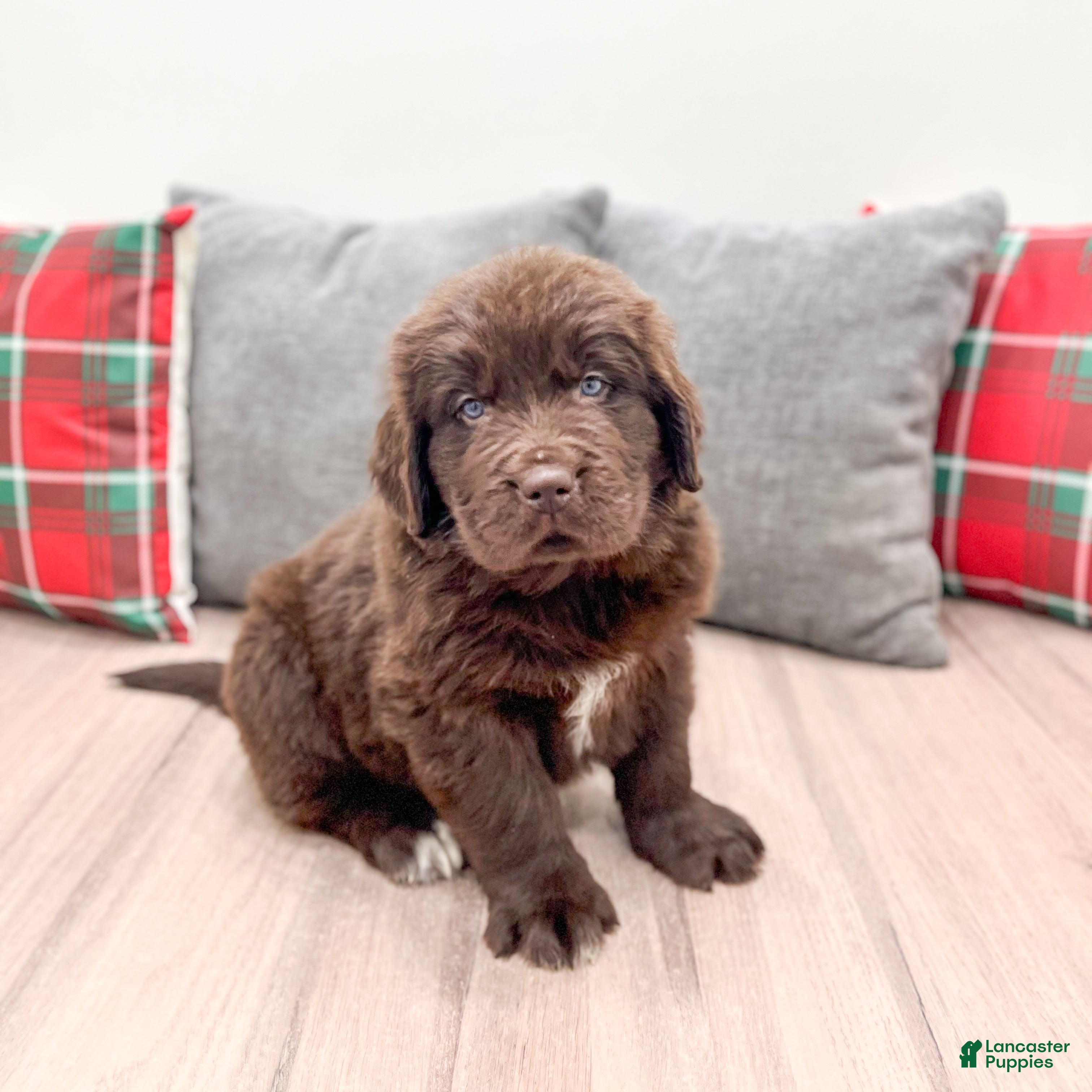 Newfoundland dogs Harper - Ad 35