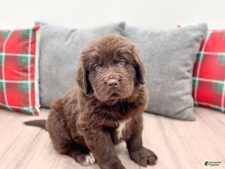 Newfoundland dogs Harper - Ad 39