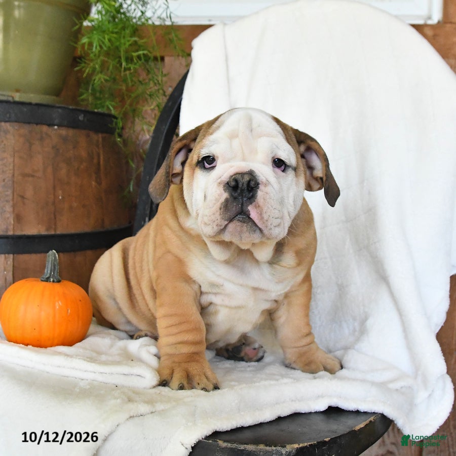 English Bulldog dogs Judah - Ad 1