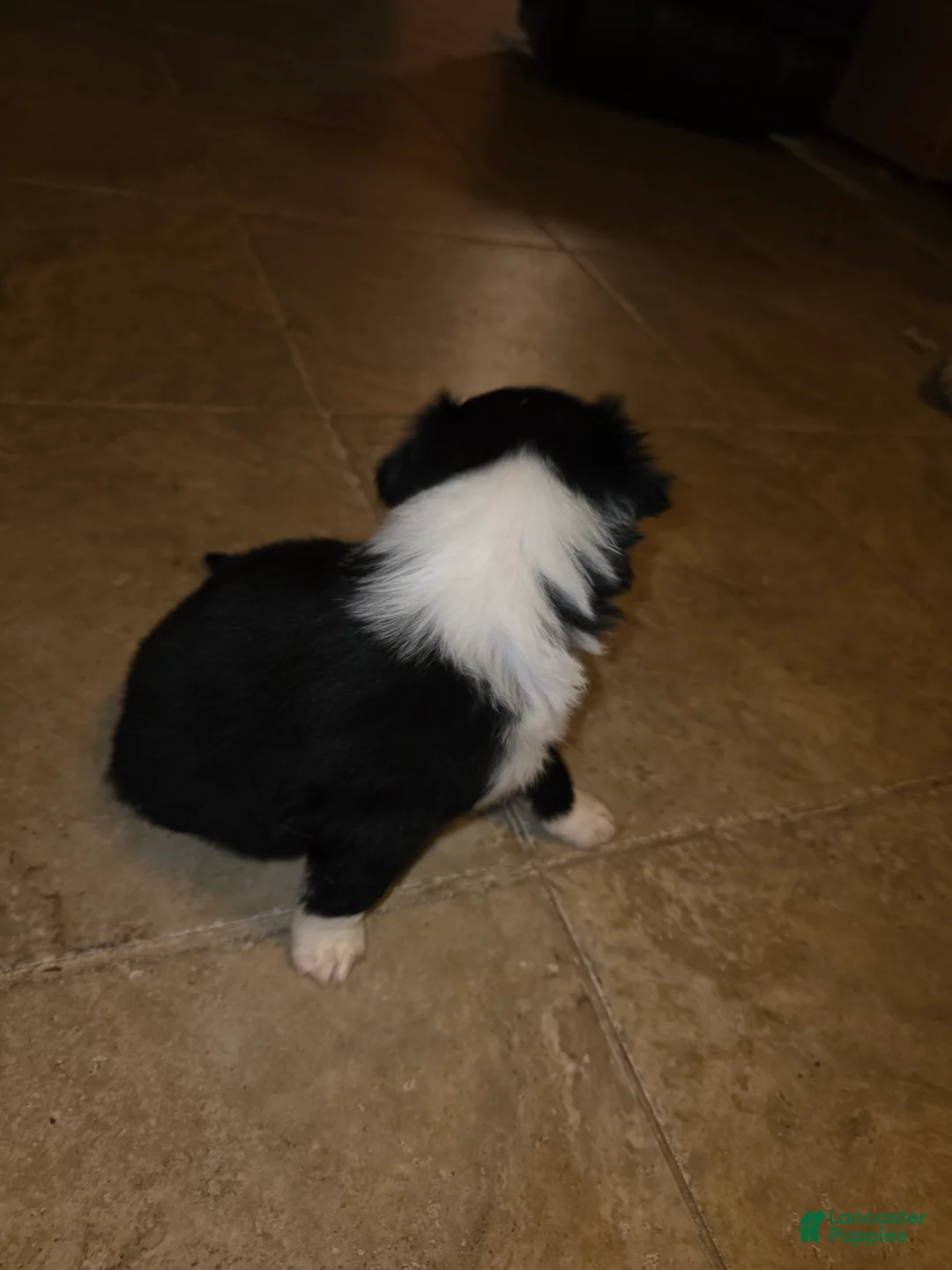 Miniature Australian Shepherd dogs for sale: Miniature Australian Shepherd Puppy 2 - Ad 3