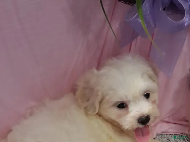 Teddy Bear dogs for sale: Teddy Bear 1 - Ad 11