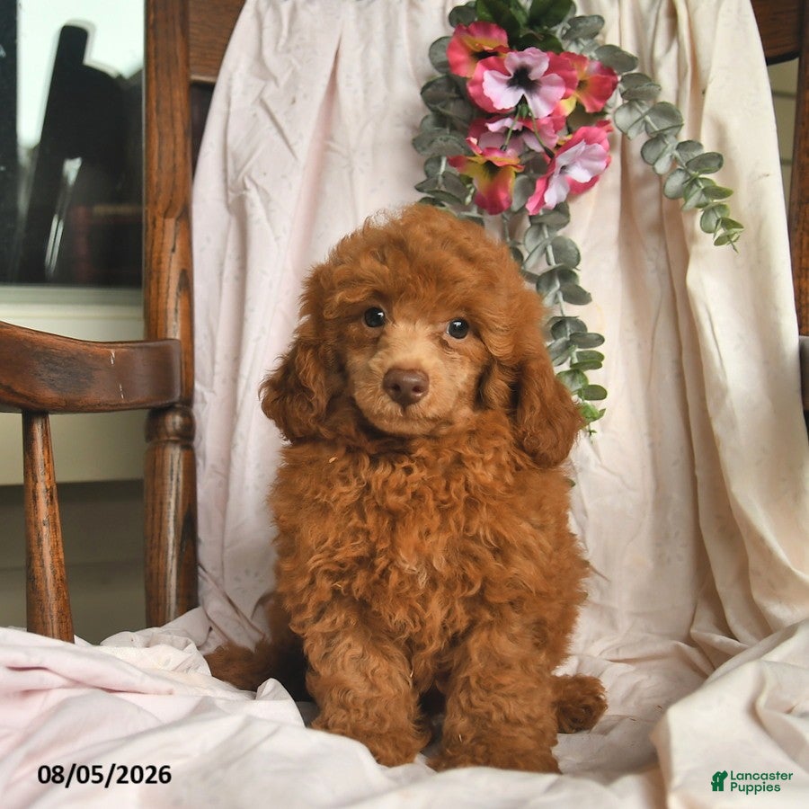 Miniature Poodle dogs Joey  - Ad 2