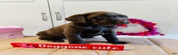 Labrador Retriever dogs for sale: Lilly - Ad 7