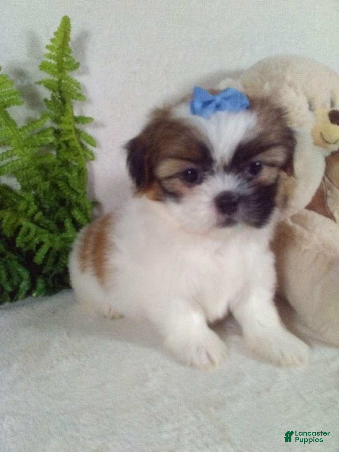 Shih Tzu dogs for sale: Cookie - Ad 5