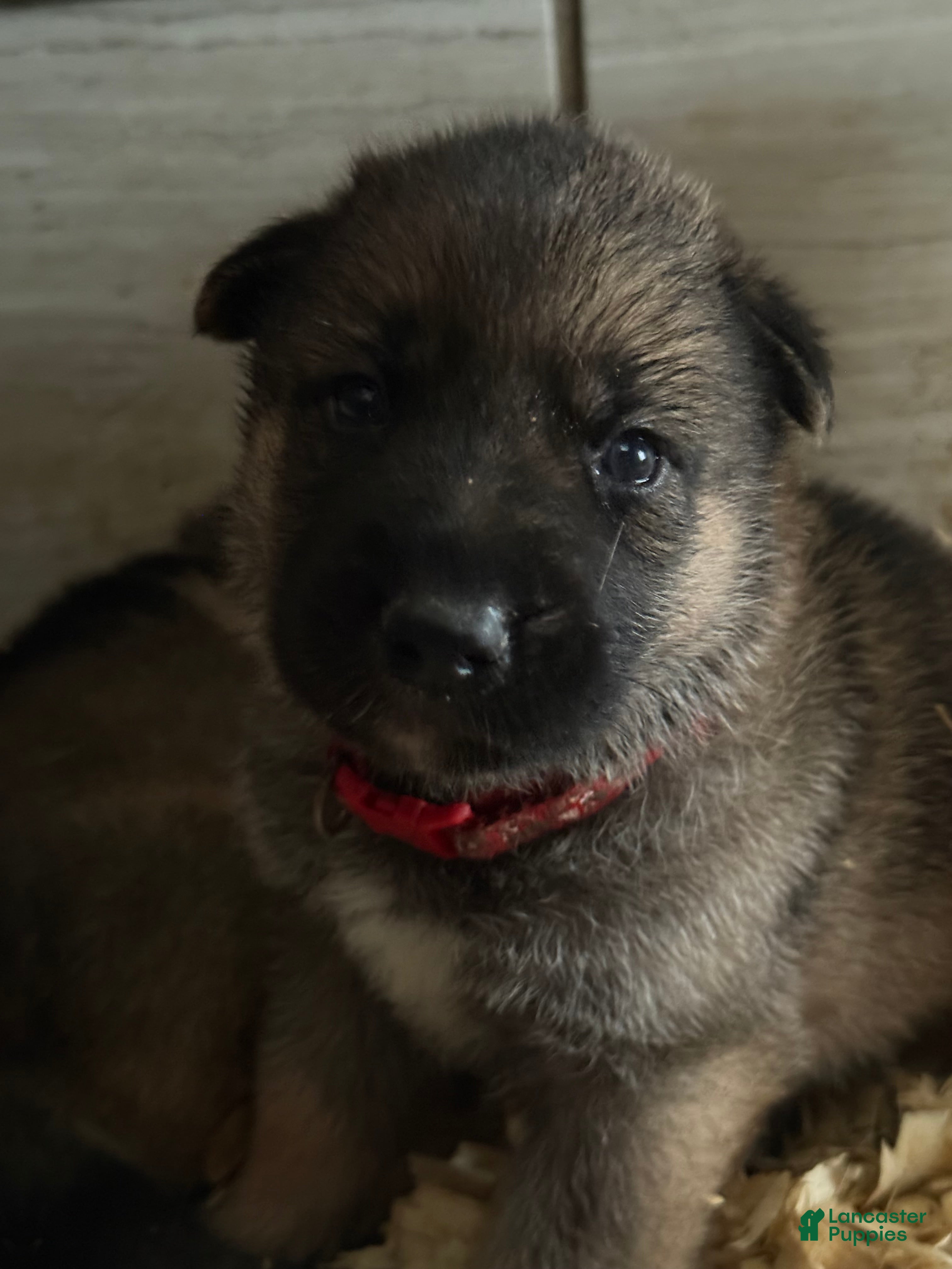 Gerberian Shepsky dogs Red - Ad 20