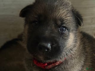 Gerberian Shepsky dogs Red - Ad 8