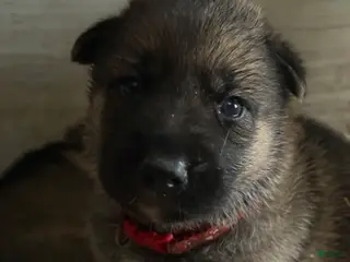 Gerberian Shepsky dogs Red - Ad 9