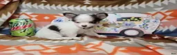 Chihuahua dogs for sale: Jo Jo (Long-Haired T-Cup) - Ad 1
