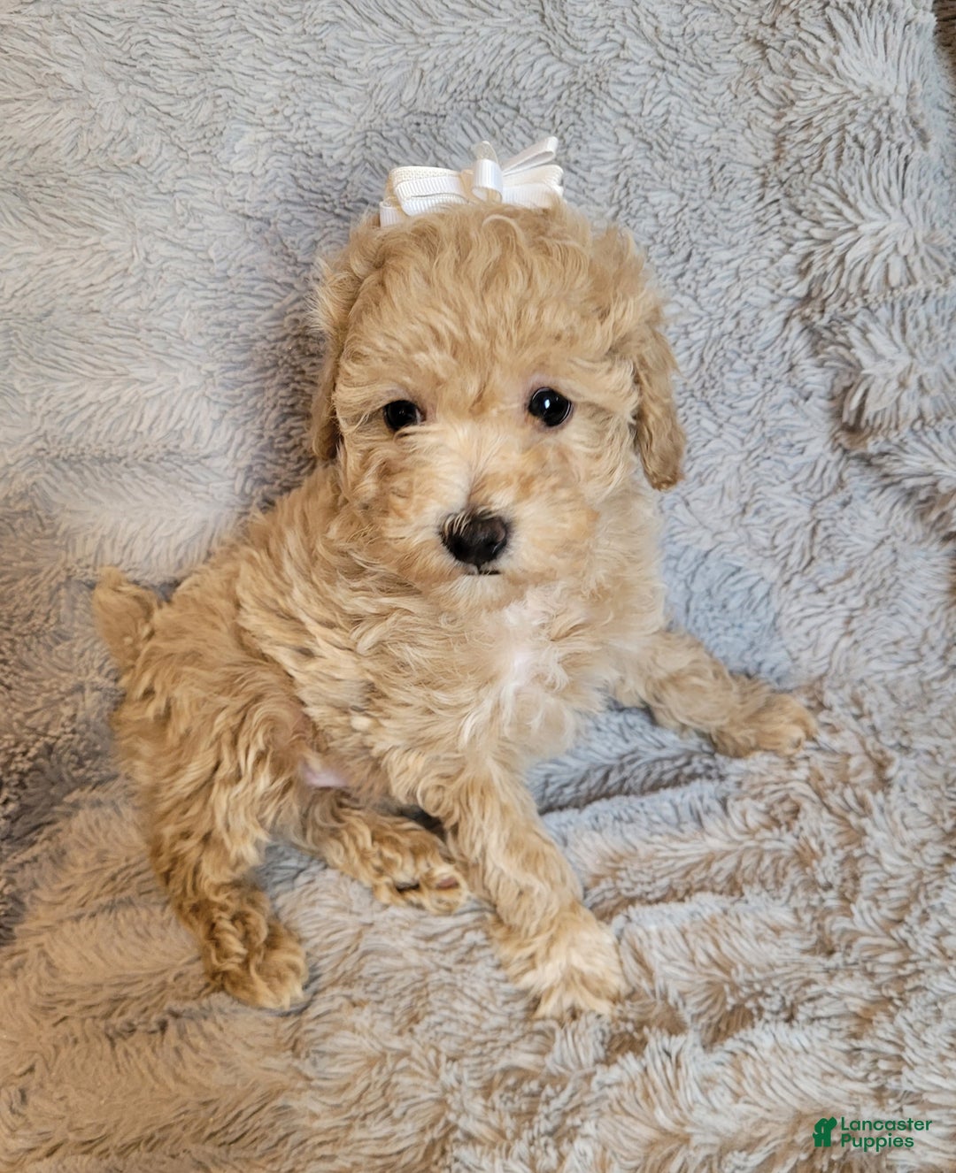 Miniature Poodle dogs for sale: Amber  - Ad 4