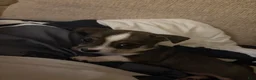 Chihuahua dogs for sale: Sweet innocence - Ad 1