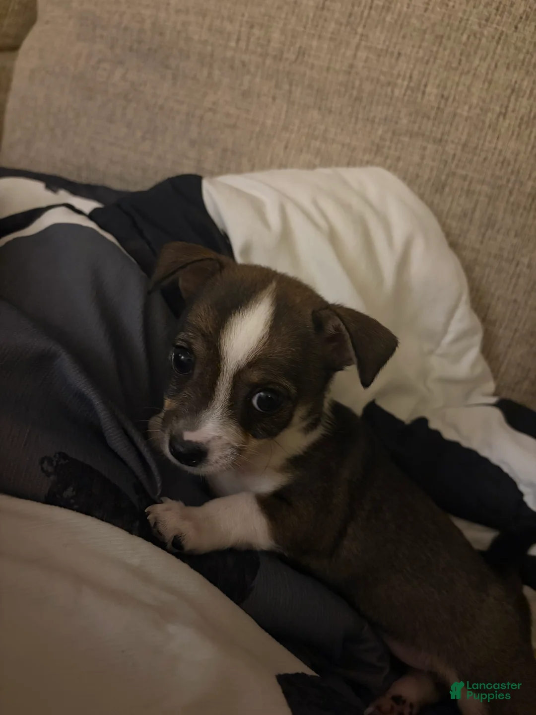 Chihuahua dogs for sale: Sweet innocence - Ad 1