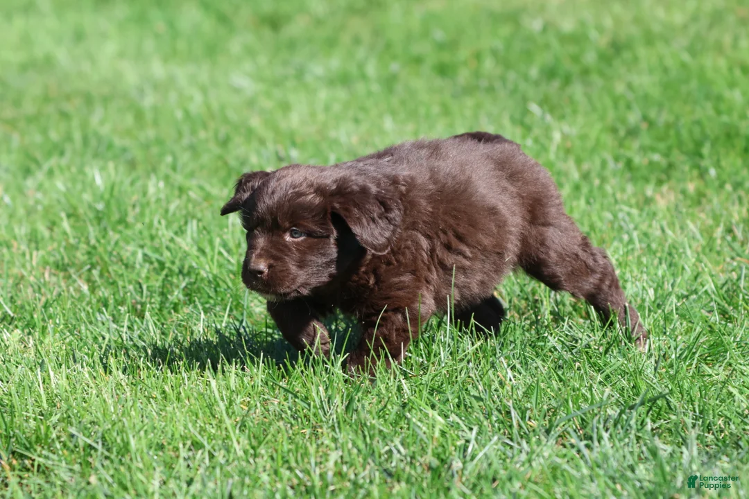 Newfoundland dogs for sale: Hersheys - Ad 2