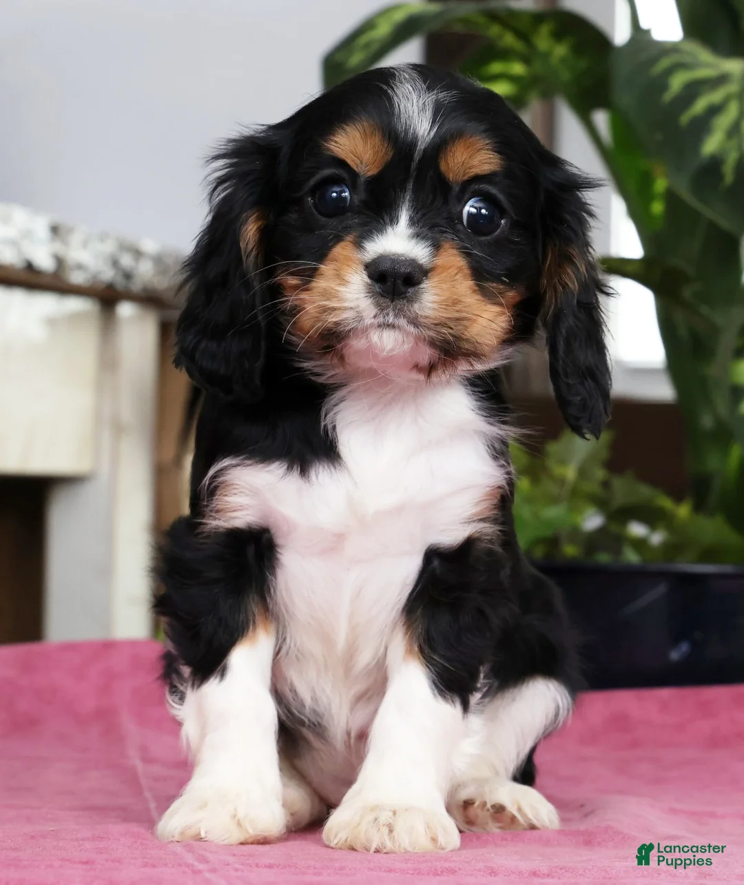Cavalier King Charles Spaniel dogs for sale: Serena - Ad 2