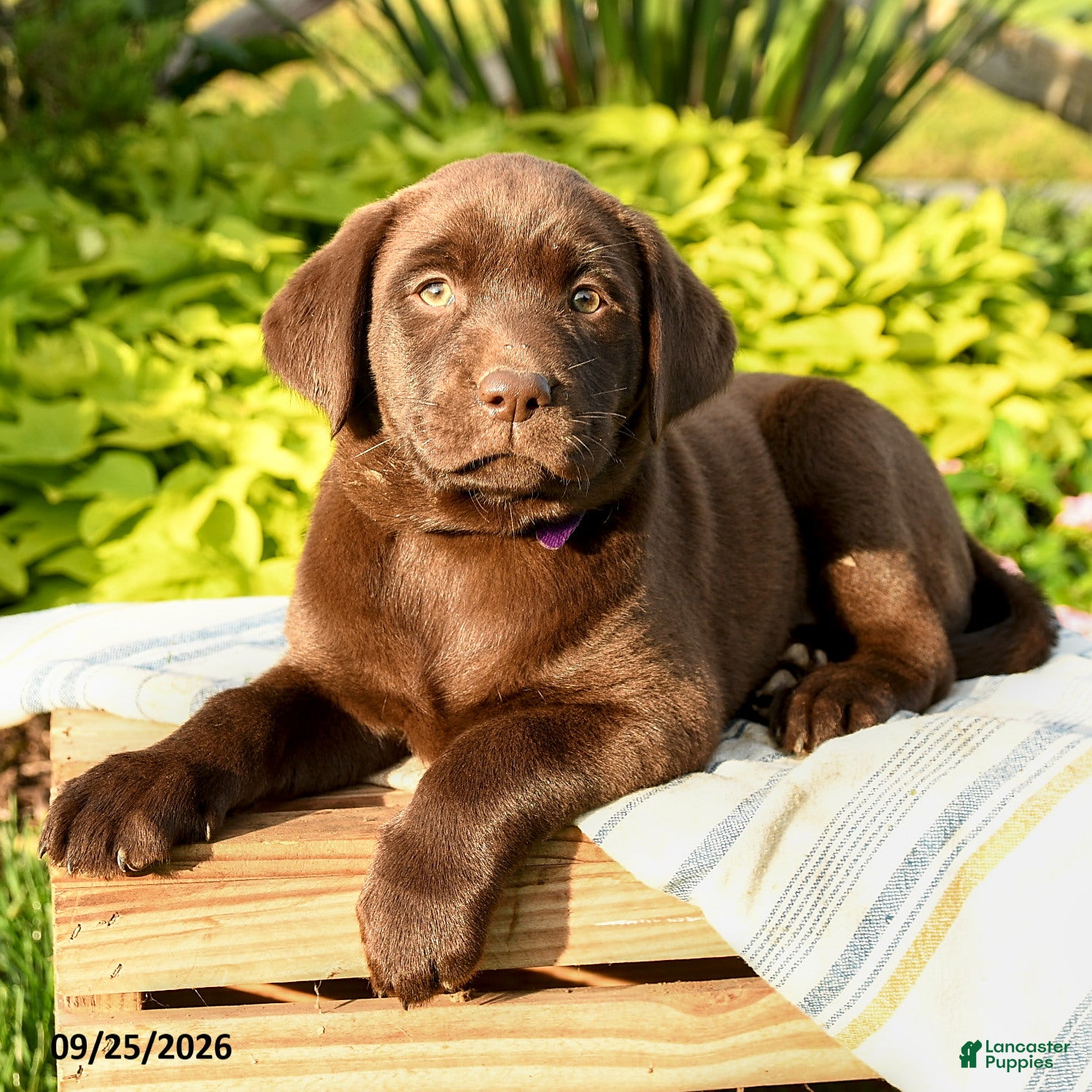 Labrador Retriever dogs Lucille - Ad 2