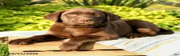 Labrador Retriever dogs for sale: Lucille - Ad 2