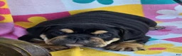English Bulldog dogs for sale: Star - Ad 2