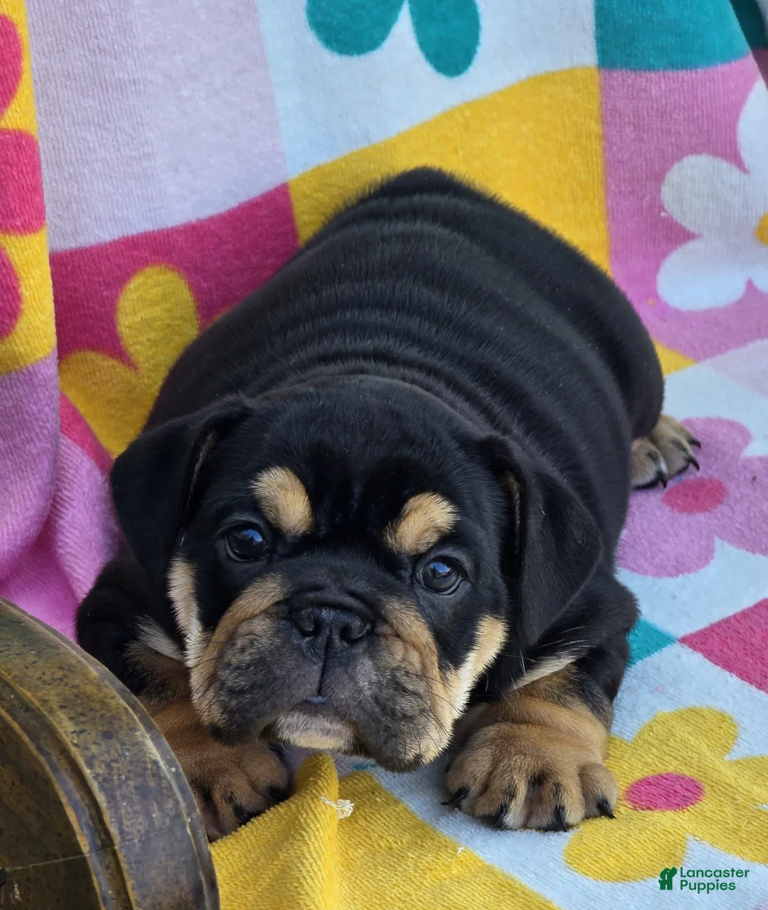 English Bulldog dogs for sale: Star - Ad 2