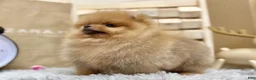 Pomeranian dogs for sale: Joy - Ad 5