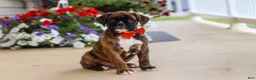 Boxer dogs for sale: Benson - Ad 1