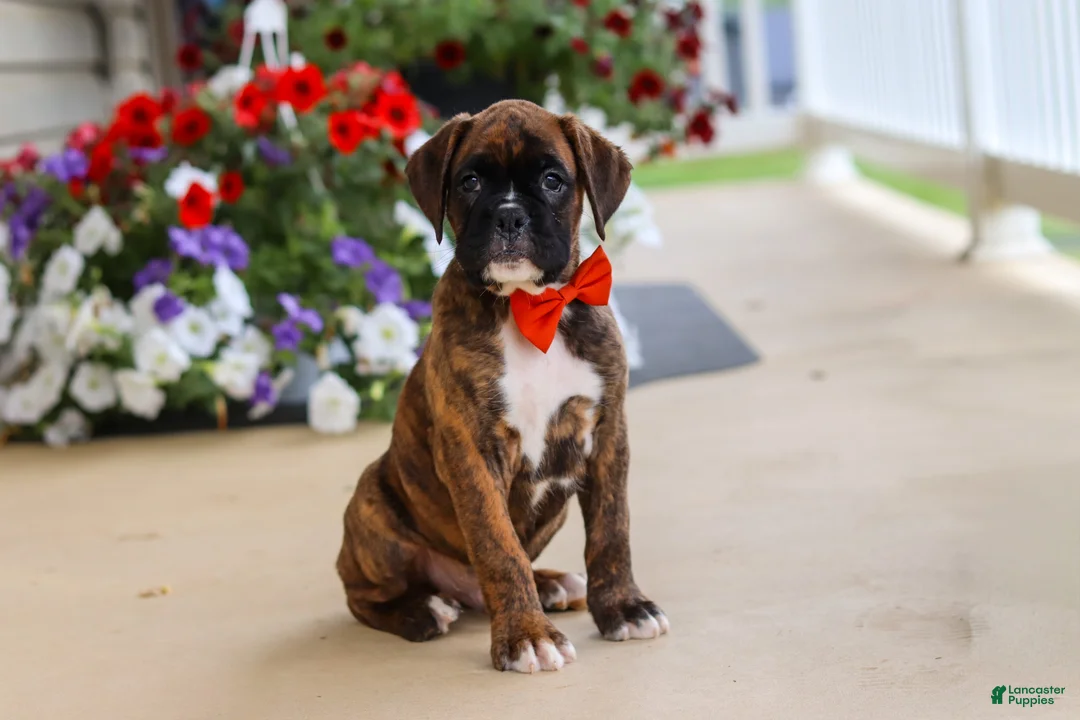 Boxer dogs for sale: Benson - Ad 1