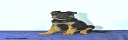 German Shepherd dogs for sale: Ryan - Ad 4