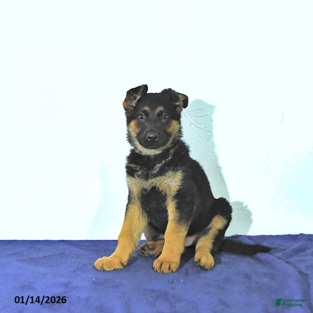 German Shepherd dogs for sale: Ryan - Ad 4