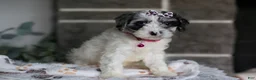 Cavapoo dogs for sale: Winnie - Ad 5