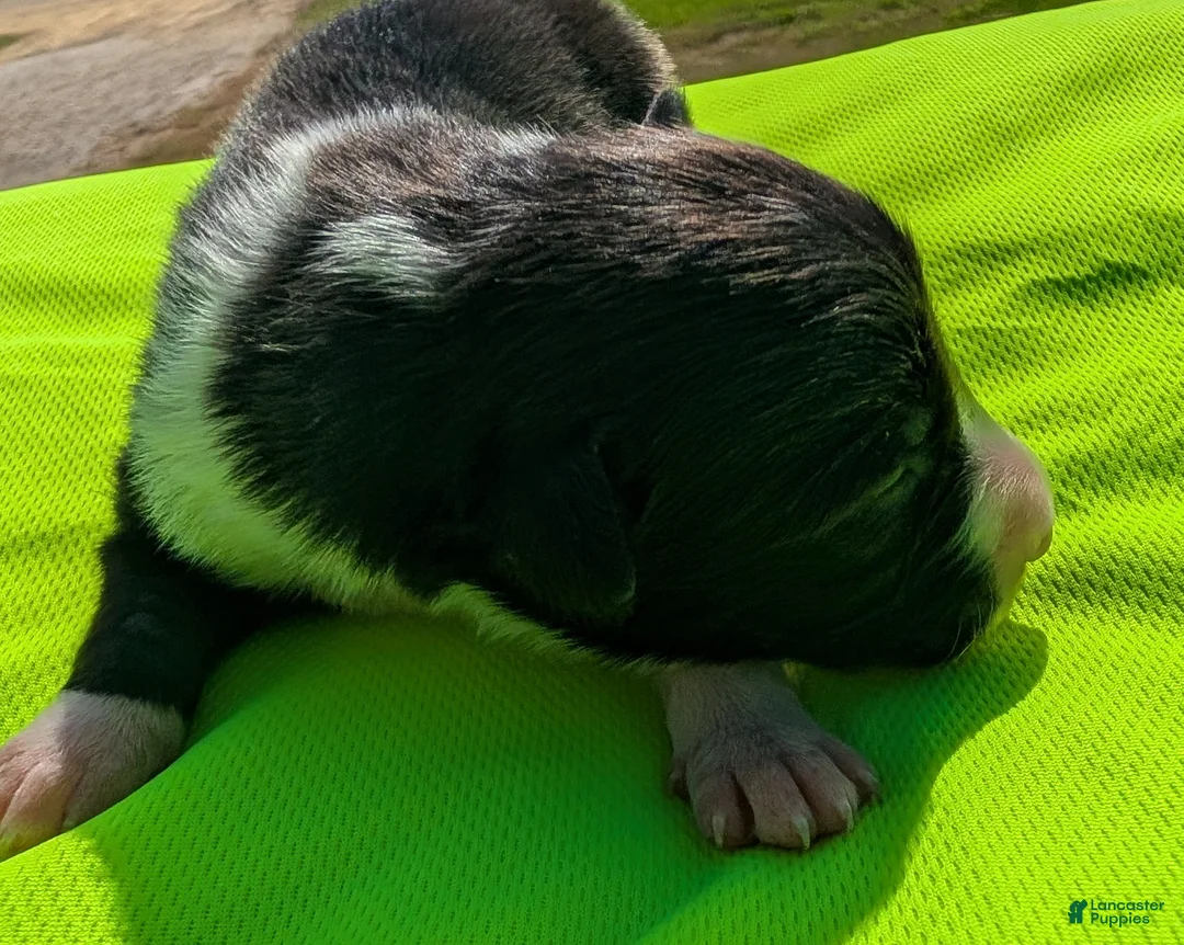 Border Collie dogs for sale: Puppy #2 - Ad 1