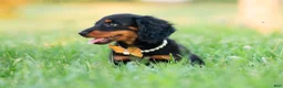 Miniature Dachshund dogs for sale: Domino - Ad 5